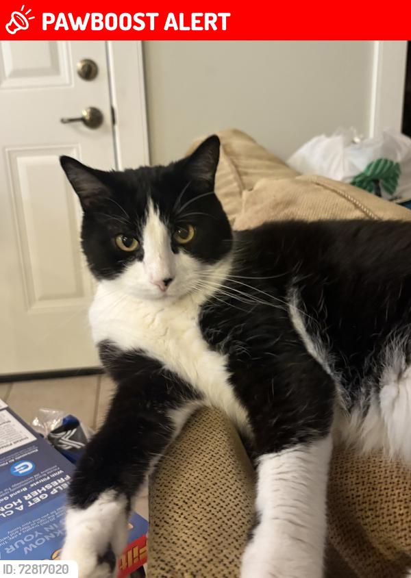 Lost Male Cat last seen Edgeworth and Carlson , Maryland Heights, MO 63043