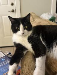 Lost Male Cat last seen Edgeworth and Carlson , Maryland Heights, MO 63043