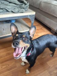 Found/Stray Female Dog last seen N York Hgwy, Pall Mall, TN 38577