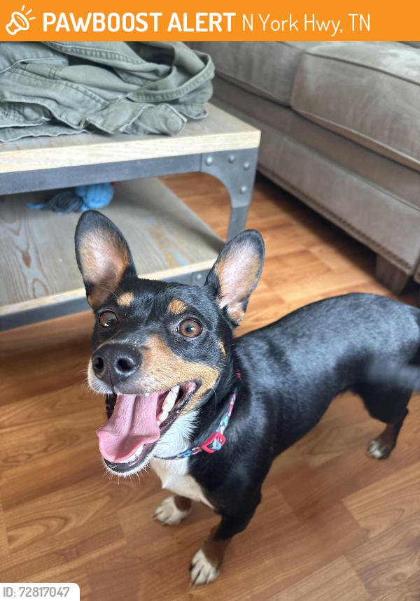 Found/Stray Female Dog last seen N York Hgwy, Pall Mall, TN 38577
