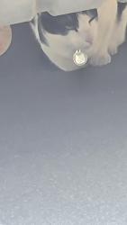 Found/Stray Unknown Cat last seen Ina Ct between La Grande and end of cul-de-sac , San Francisco, CA 94112