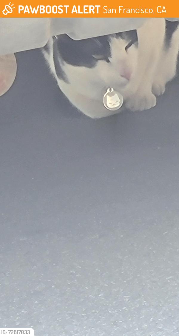 Found/Stray Unknown Cat last seen Ina Ct between La Grande and end of cul-de-sac , San Francisco, CA 94112