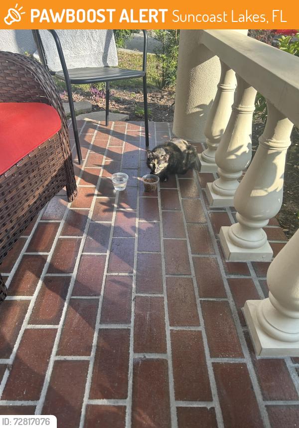 Found/Stray Unknown Cat last seen Suncoastlakes, Suncoast Lakes, FL 34638