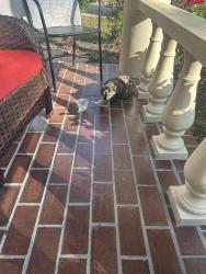 Found/Stray Unknown Cat last seen Suncoastlakes, Suncoast Lakes, FL 34638