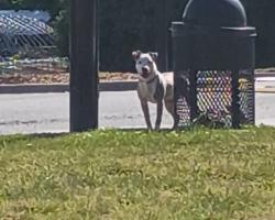 Found/Stray Male Dog last seen Salvation Army Soccer Complex, Greensboro, NC 27406