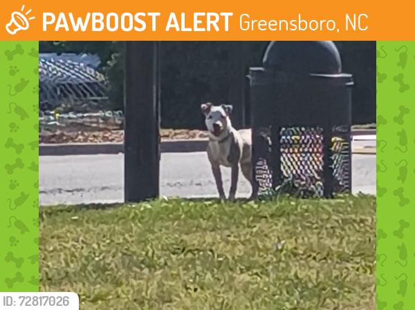 Found/Stray Male Dog last seen Salvation Army Soccer Complex, Greensboro, NC 27406
