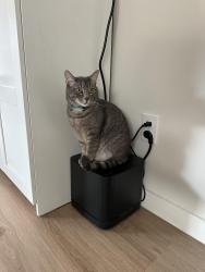 Lost Male Cat last seen Langston ln& Pahmeyer rd, New Braunfels, TX 78130