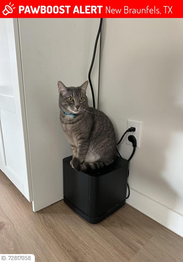 Lost Male Cat last seen Langston ln& Pahmeyer rd, New Braunfels, TX 78130