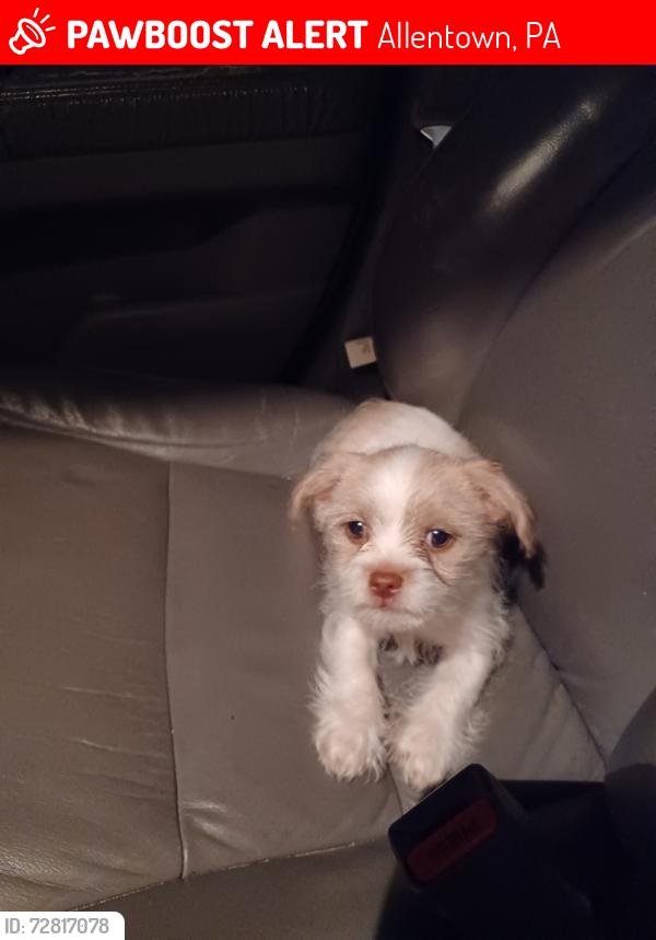 Lost Male Dog last seen School across the street , Allentown, PA 18102