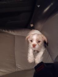 Lost Male Dog last seen School across the street , Allentown, PA 18102