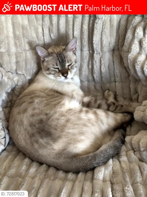 Lost Male Cat last seen Joel court, Palm Harbor, FL 34683