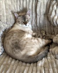 Lost Male Cat last seen Joel court, Palm Harbor, FL 34683