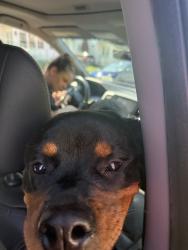 Found/Stray Female Dog last seen Hillside St, Syracuse, NY 13208