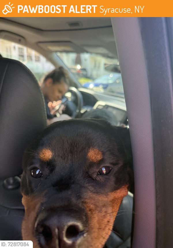 Found/Stray Female Dog last seen Hillside St, Syracuse, NY 13208