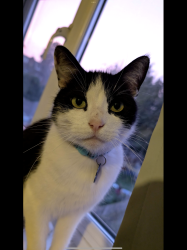 Lost Male Cat last seen St Aldwyn Rd, Gloucestershire, England GL1 4RF