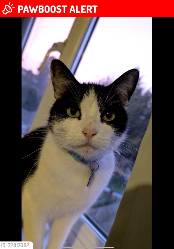 Lost Male Cat last seen St Aldwyn Rd, Gloucestershire, England GL1 4RF
