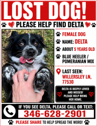 Lost Female Dog last seen Ferness Lane , Channelview, TX 77530