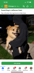 Found/Stray Male Dog last seen Strong and Merrimac , Chicago, IL 60630