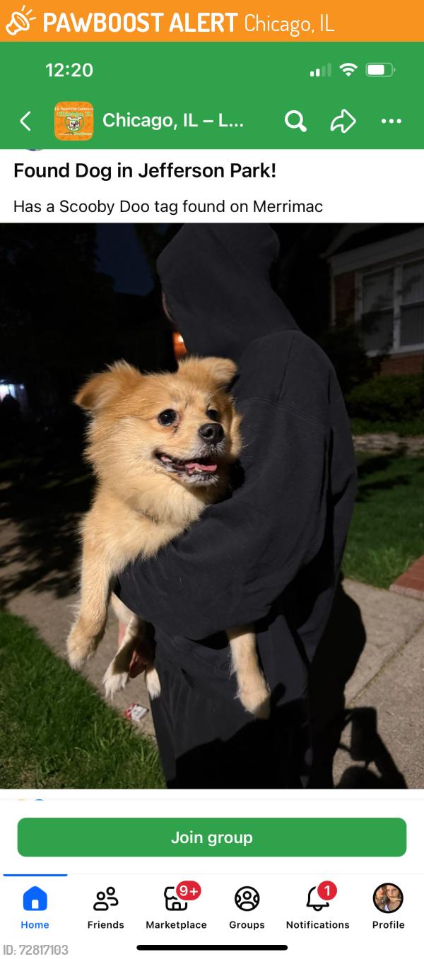 Found/Stray Male Dog last seen Strong and Merrimac , Chicago, IL 60630