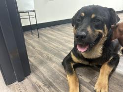 Found/Stray Male Dog last seen At the Valero gas station , Houston, TX 77048