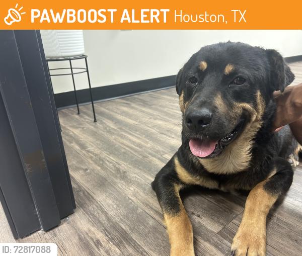 Found/Stray Male Dog last seen At the Valero gas station , Houston, TX 77048