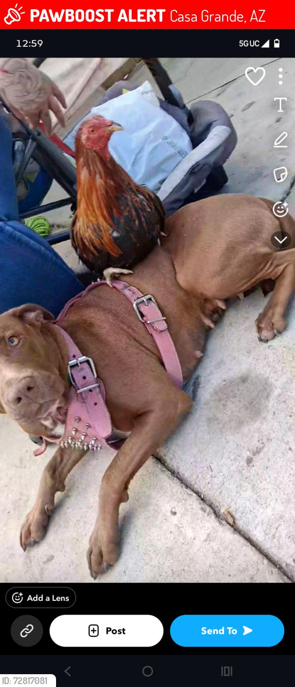 Lost Female Dog last seen McMurray boulevard , Casa Grande, AZ 85122