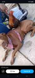 Lost Female Dog last seen McMurray boulevard , Casa Grande, AZ 85122