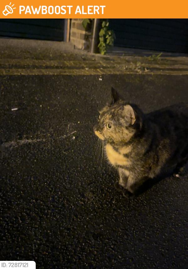 Found/Stray Unknown Cat last seen grges on buckland street, Greater London, England N1