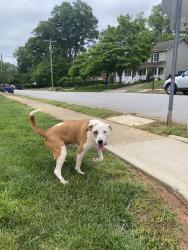 Found/Stray Unknown Dog last seen E.Hillcrest & Bennett in Greenville SC, Greenville, SC 29609