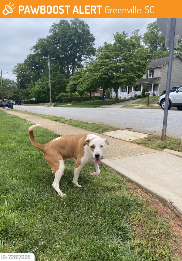 Found/Stray Unknown Dog last seen E.Hillcrest & Bennett in Greenville SC, Greenville, SC 29609