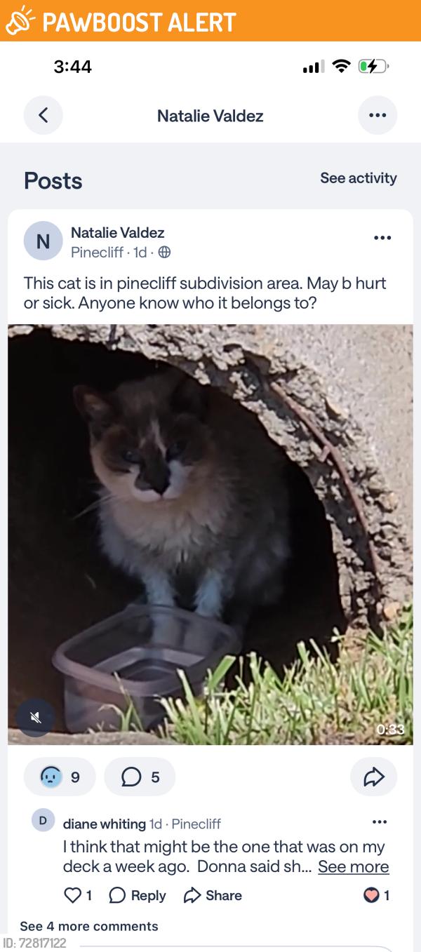 Found/Stray Unknown Cat last seen Miami Church, Cabarrus County, NC 28025