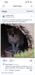Found/Stray Unknown Cat last seen Miami Church, Cabarrus County, NC 28025