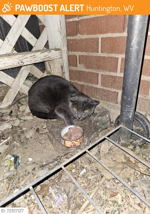 Found/Stray Male Cat last seen 12th st and Kanawha Terrace, Huntington, WV 25701