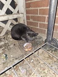 Found/Stray Male Cat last seen 12th st and Kanawha Terrace , Huntington, WV 25701