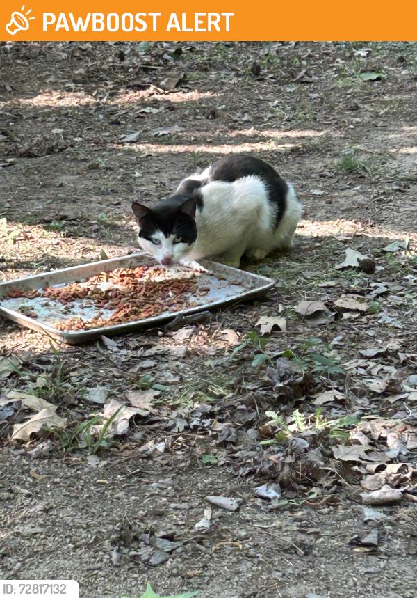 Found/Stray Unknown Cat last seen Miami, Cabarrus County, NC 28025