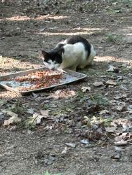 Found/Stray Unknown Cat last seen Miami, Cabarrus County, NC 28025