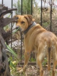 Found/Stray Female Dog last seen Marilyn/Grandview Dr., Corona, CA 92881