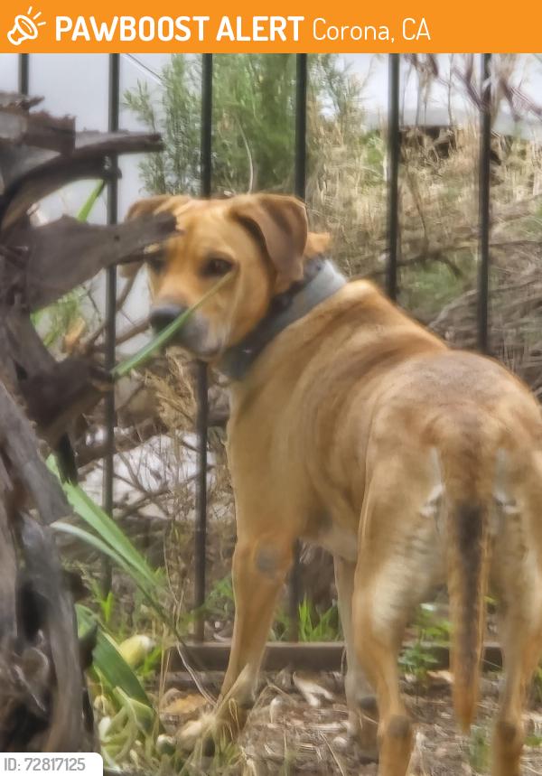 Found/Stray Female Dog last seen Marilyn/Grandview Dr., Corona, CA 92881
