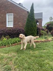 Found/Stray Unknown Dog last seen E. Hillcrest & Bennett St Greenville SC, Greenville, SC 29609