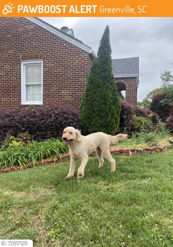 Found/Stray Unknown Dog last seen E. Hillcrest & Bennett St Greenville SC, Greenville, SC 29609