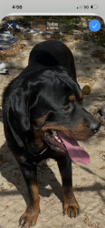 Found/Stray Male Dog last seen Harrision st off weeping willow , Brooksville, FL 34613