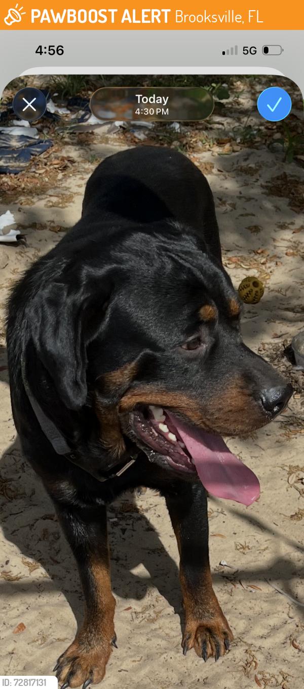 Found/Stray Male Dog last seen Harrision st off weeping willow , Brooksville, FL 34613