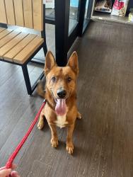 Found/Stray Male Dog last seen Pennsylvania & 7th, San Diego, CA 92103