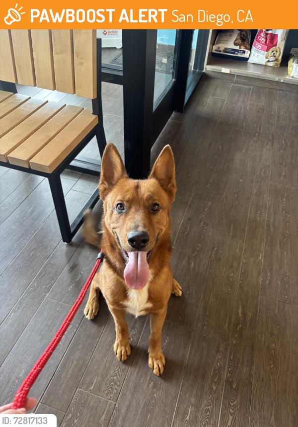 Found/Stray Male Dog last seen Pennsylvania & 7th, San Diego, CA 92103