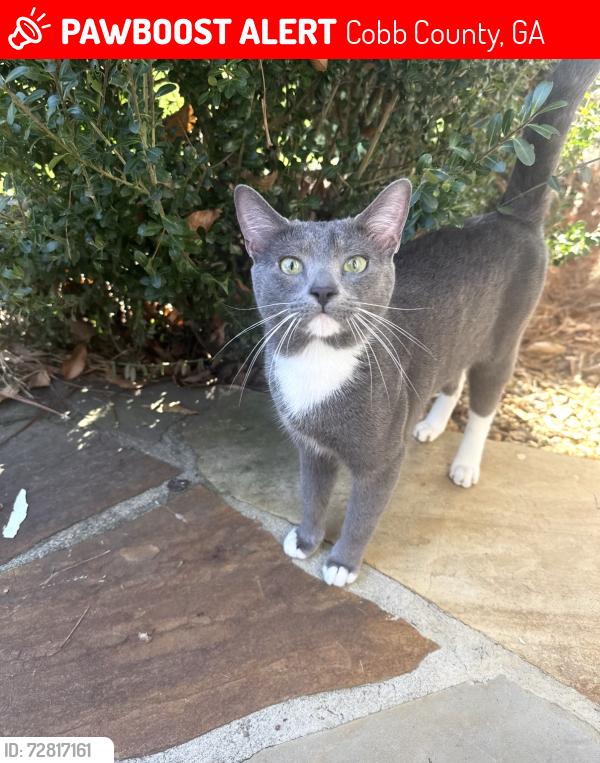 Lost Male Cat last seen North forest, Marietta , Cobb County, GA 30062