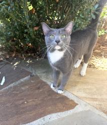 Lost Male Cat last seen North forest, Marietta , Cobb County, GA 30062