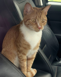 Found/Stray Unknown Cat last seen Near Galleria Dr, Middletown, NY 10941, Wallkill, NY 10941
