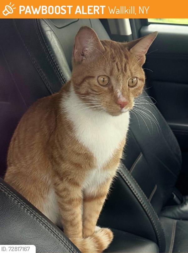 Found/Stray Unknown Cat last seen Near Galleria Dr, Middletown, NY 10941, Wallkill, NY 10941