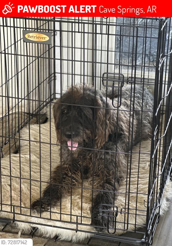 Lost Male Dog last seen Near Birkshire rd, Cave Springs, AR 72718
