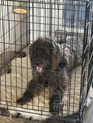 Lost Male Dog last seen Near Birkshire rd, Cave Springs, AR 72718